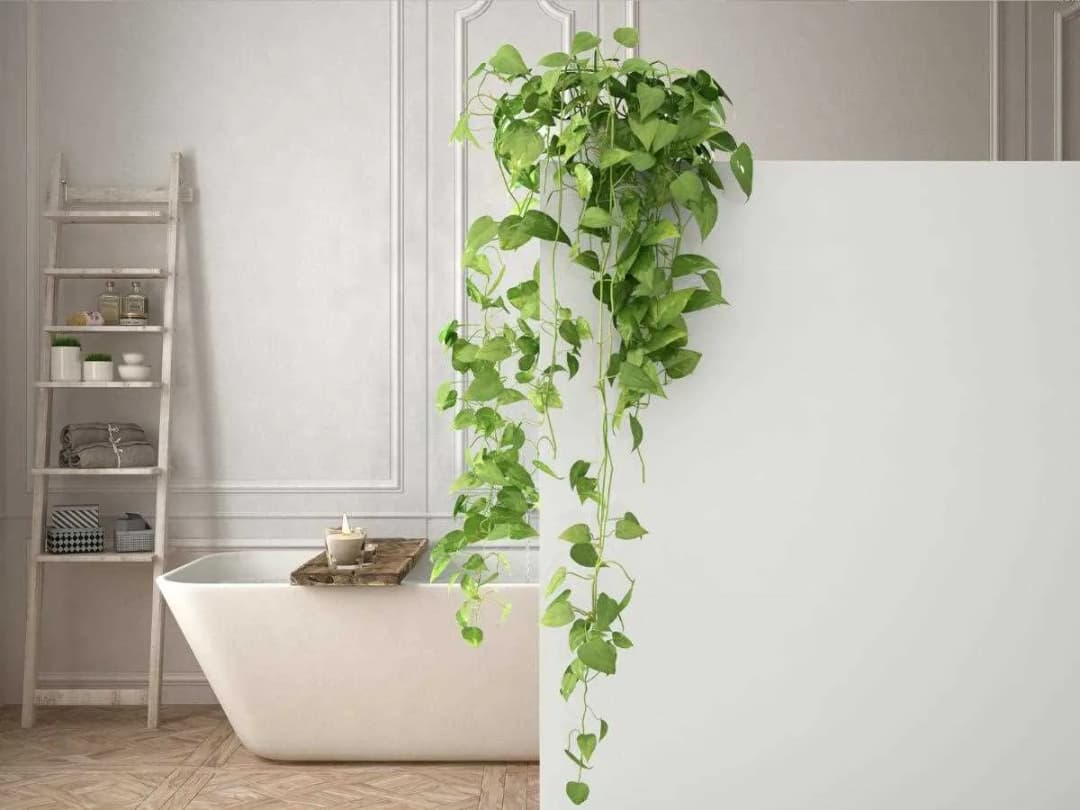 Jakie rośliny do łazienki bez okna przetrwają w ciemności?